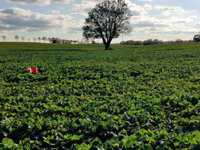 Biomasse im Raps ermitteln