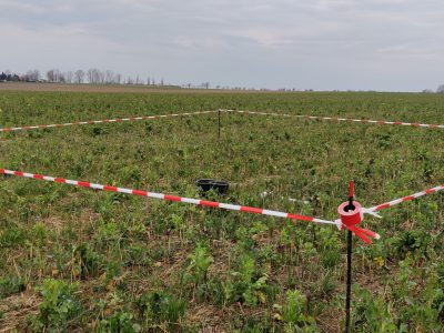 Düngefenster im Mais zur Beurteilung der Nährstoffnachlieferung