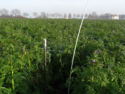 Nitratgebiet und die Pflicht zum Zwischenfruchtanbau