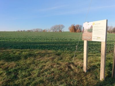 Zwischenstand der Demonstration zum Vergleich erosionsmindernder Aussaattechnik im Winterraps