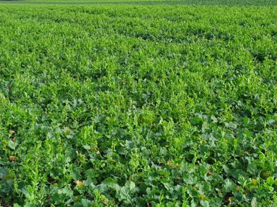 Mehr Stickstoff fürs nächste Frühjahr durch eine legume Beisaat im Raps