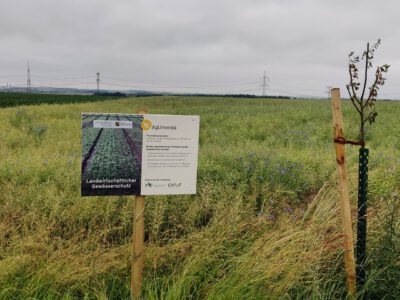 Praxisdemonstration zum teilschlagspezifischen P-Einsatz –  Sichtbare Effekte am Standort Döschütz schon im ersten Versuchsjahr