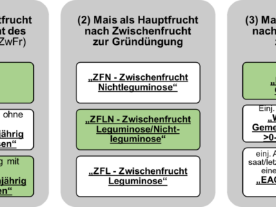 Düngebedarfsermittlung beim Mais – Hinweise zur Berechnung in BESyD