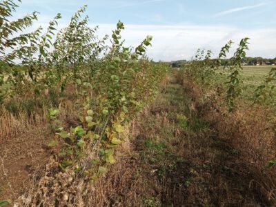 Agroforst in Sachsen-Anhalt