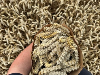 „Der kleine April möchte gern abgeholt werden“ – Ernten in den Regenpausen