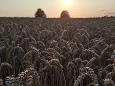 Reliefbedingte Heterogenität – Ergebnisse Kuppe und Senke